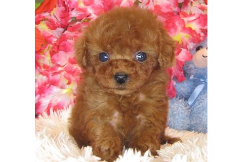 成約済の茨城県のトイプードル-40399の1枚目