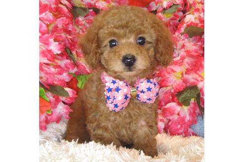 成約済の茨城県のトイプードル-40400の2枚目