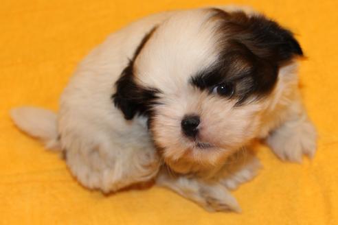 成約済の愛知県のシーズー-38493の5枚目