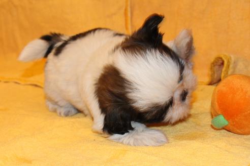 成約済の愛知県のシーズー-38493の3枚目