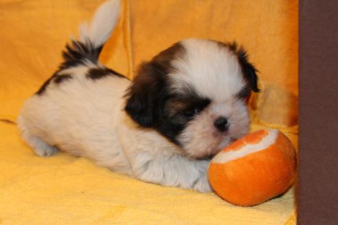 成約済の愛知県のシーズー-38493の2枚目