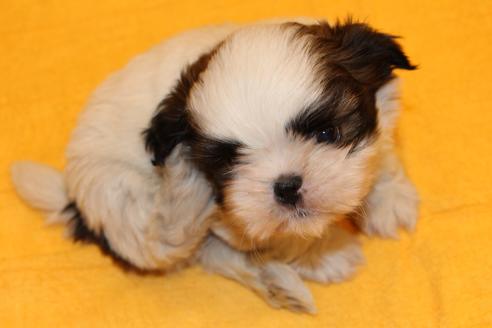 成約済の愛知県のシーズー-38493の1枚目