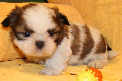 成約済の愛知県のシーズー-38507の5枚目