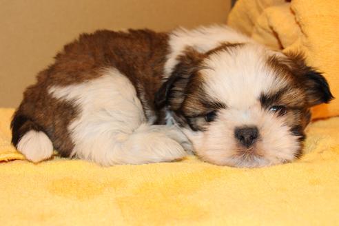 成約済の愛知県のシーズー-38507の4枚目