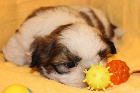 成約済の愛知県のシーズー-38507の3枚目