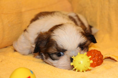 成約済の愛知県のシーズー-38507の2枚目