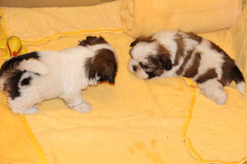 成約済の愛知県のシーズー-38507の1枚目