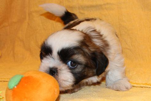 成約済の愛知県のシーズー-38508の5枚目