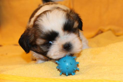 成約済の愛知県のシーズー-38508の4枚目