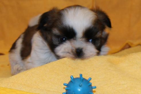 成約済の愛知県のシーズー-38508の3枚目