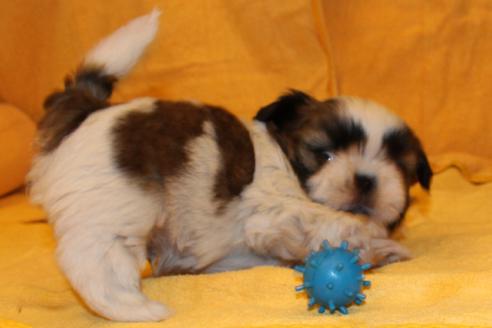 成約済の愛知県のシーズー-38508の2枚目