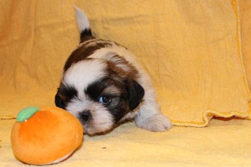 成約済の愛知県のシーズー-38508の1枚目