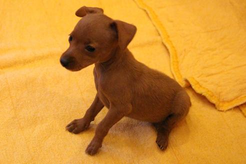 成約済の愛知県のミニチュアピンシャー(ミニピン)-38491の5枚目