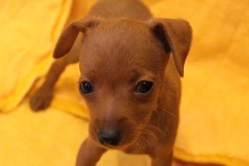 成約済の愛知県のミニチュアピンシャー(ミニピン)-38491の4枚目