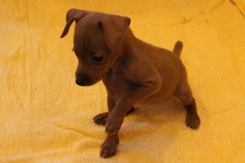 成約済の愛知県のミニチュアピンシャー(ミニピン)-38491の3枚目