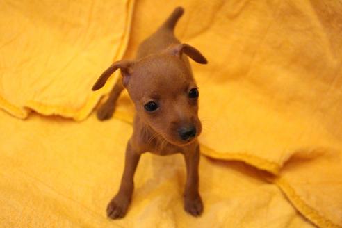 成約済の愛知県のミニチュアピンシャー(ミニピン)-38491の2枚目