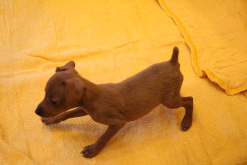 成約済の愛知県のミニチュアピンシャー(ミニピン)-38491の1枚目