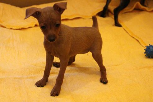 成約済の愛知県のミニチュアピンシャー(ミニピン)-38492の5枚目