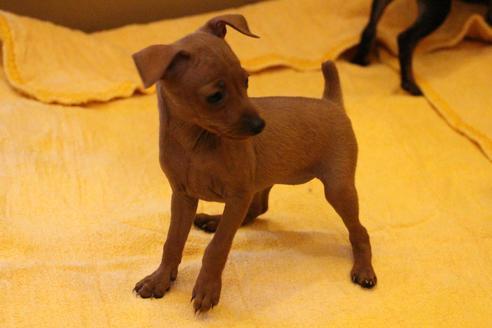 成約済の愛知県のミニチュアピンシャー(ミニピン)-38492の4枚目