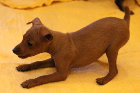 成約済の愛知県のミニチュアピンシャー(ミニピン)-38492の3枚目