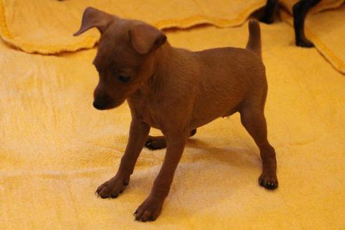 成約済の愛知県のミニチュアピンシャー(ミニピン)-38492の2枚目