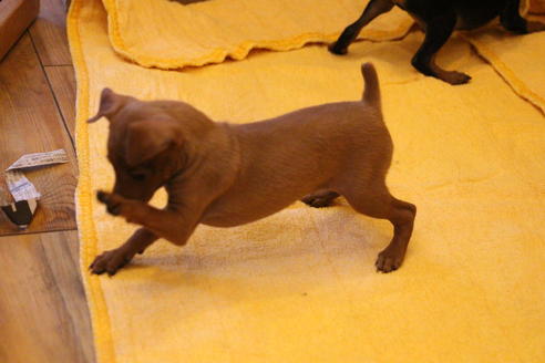 成約済の愛知県のミニチュアピンシャー(ミニピン)-38492の1枚目