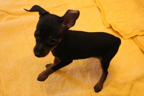 成約済の愛知県のミニチュアピンシャー(ミニピン)-38489の5枚目