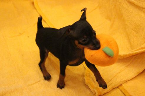 成約済の愛知県のミニチュアピンシャー(ミニピン)-38489の4枚目