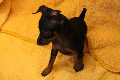 成約済の愛知県のミニチュアピンシャー(ミニピン)-38489の3枚目