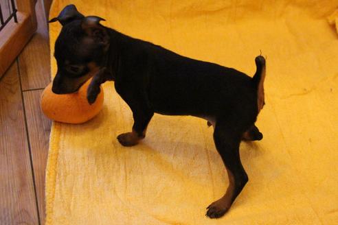 成約済の愛知県のミニチュアピンシャー(ミニピン)-38489の2枚目