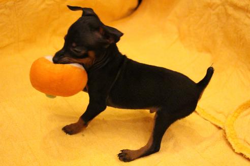 成約済の愛知県のミニチュアピンシャー(ミニピン)-38489の1枚目