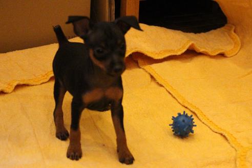 成約済の愛知県のミニチュアピンシャー(ミニピン)-38486の5枚目