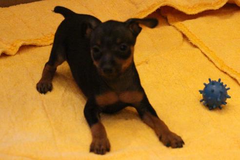 成約済の愛知県のミニチュアピンシャー(ミニピン)-38486の4枚目