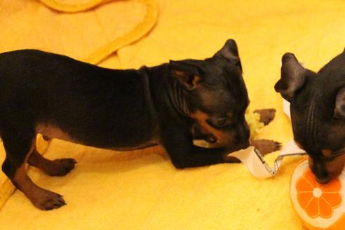 成約済の愛知県のミニチュアピンシャー(ミニピン)-38486の3枚目