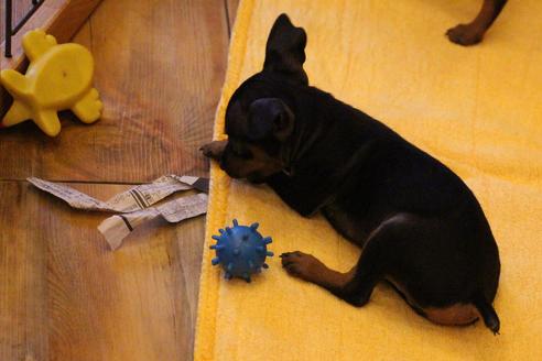 成約済の愛知県のミニチュアピンシャー(ミニピン)-38486の2枚目