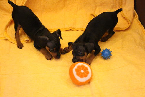 成約済の愛知県のミニチュアピンシャー(ミニピン)-38486の1枚目