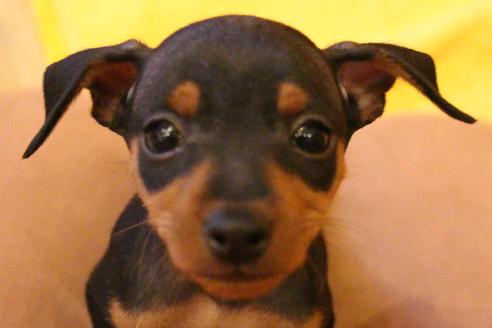 成約済の愛知県のミニチュアピンシャー(ミニピン)-38490の5枚目