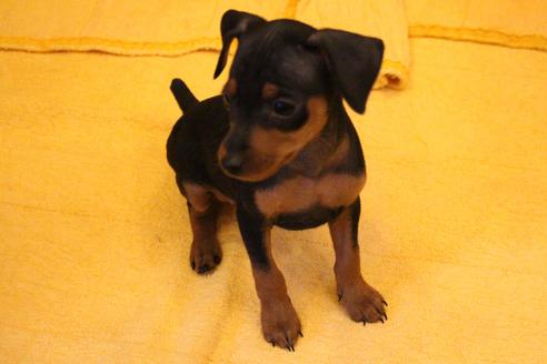 成約済の愛知県のミニチュアピンシャー(ミニピン)-38490の4枚目