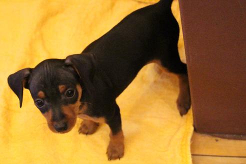 成約済の愛知県のミニチュアピンシャー(ミニピン)-38490の3枚目