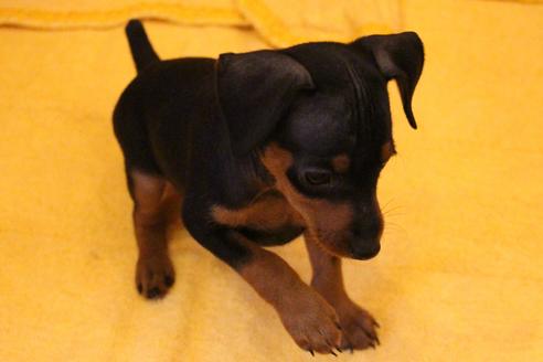 成約済の愛知県のミニチュアピンシャー(ミニピン)-38490の2枚目