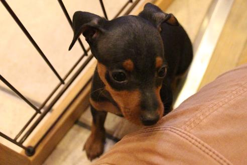 成約済の愛知県のミニチュアピンシャー(ミニピン)-38490の1枚目