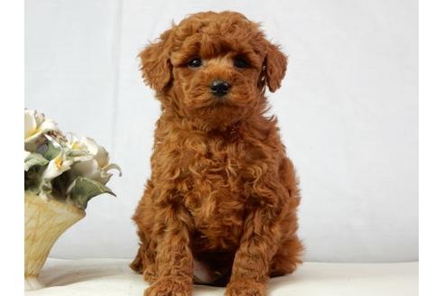 成約済の北海道のトイプードル-40440の3枚目