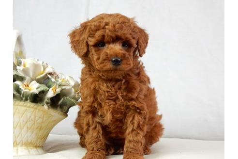 成約済の北海道のトイプードル-40440の1枚目