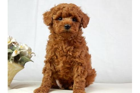 成約済の北海道のトイプードル-40440の2枚目