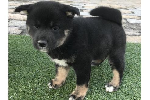 成約済の長崎県の柴犬-40446の4枚目