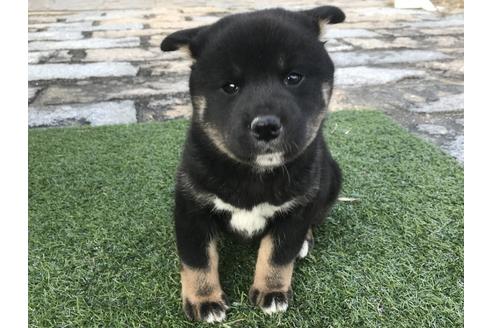 成約済の長崎県の柴犬-40446の1枚目