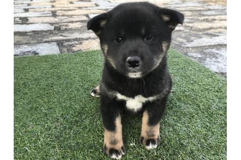 成約済の長崎県の柴犬-40446の2枚目