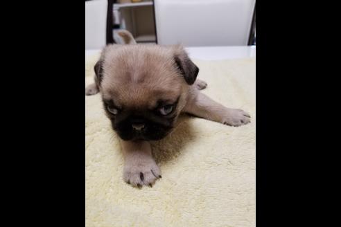 成約済の愛知県のパグ-38733の2枚目