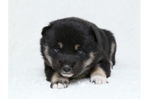 成約済の栃木県の柴犬-40465の2枚目