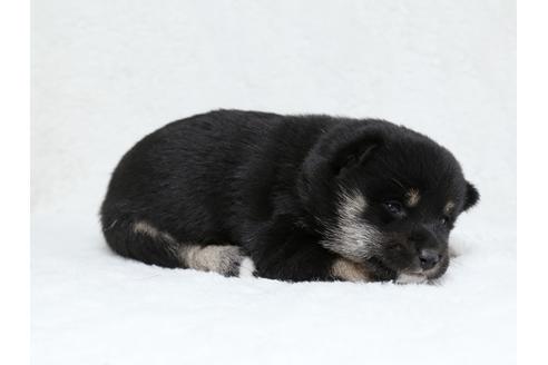 成約済の栃木県の柴犬-40465の3枚目